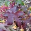 Amberboom Als Leivorm (Liquidambar Styraciflua 'Worplesdon') -Directplant Winkel 20120214135328 2