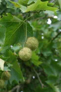 Plataan Als Leivorm (Platanus Hispanica) -Directplant Winkel 20120214140808 2