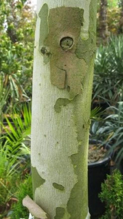 Plataan Als Leivorm (Platanus Hispanica) -Directplant Winkel 20120214142216 2