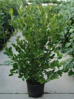 Stermagnolia (Magnolia Stellata) -Directplant Winkel 20120214143817 13