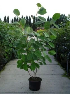 Beverboom (Magnolia Sieboldii) -Directplant Winkel 20120214144004 8