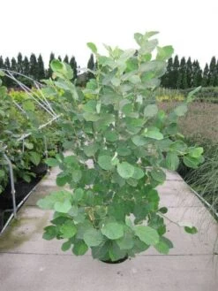 Beverboom (Magnolia Sieboldii) -Directplant Winkel 20120214144026 8