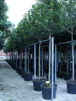 Beverboom (Magnolia Kobus) -Directplant Winkel 20120214144339 19