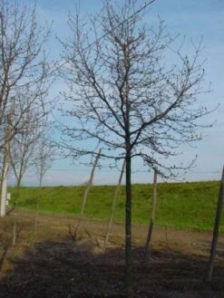 Beverboom (Magnolia Kobus) -Directplant Winkel 20120214144416 19