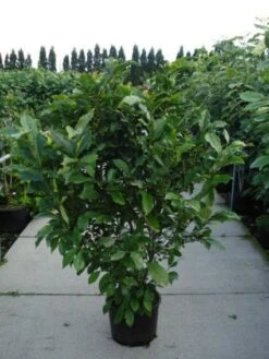 Beverboom, Struik (Magnolia Susan) 19 Beverboom, Struik (Magnolia Susan) -Directplant Winkel 20120214144559 10 1