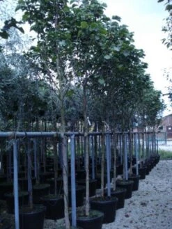 Beverboom (Magnolia 'Galaxy') 7 Beverboom (Magnolia 'Galaxy') -Directplant Winkel 20120214144656 7