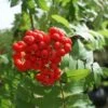 Gewone Lijsterbes, Bosplantsoen (Sorbus Aucuparia) -Directplant Winkel 20120214160444 2 1