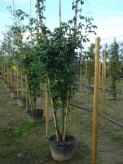 Gouden Regen, Struik (Laburnum Watereri 'Vossii') 13 Gouden Regen, Struik (Laburnum Watereri 'Vossii') -Directplant Winkel 20120215131723 4