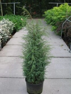 Jeneverbes (Juniperus Communis 'Hibernica') -Directplant Winkel 20120215132223 7