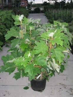 Eikenbladhortensia (Hydrangea Quercifolia) -Directplant Winkel 20120215133849 6