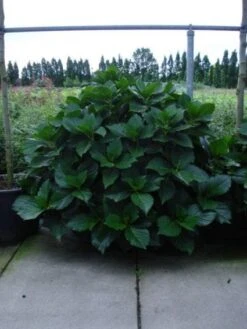 Seringhortensia (Hydrangea Macrophylla 'Ayesha') -Directplant Winkel 20120215134722 2