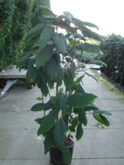 Fluweelhortensia (Hydrangea Aspera 'Macrophylla') -Directplant Winkel 20120215134833 6