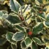 Hulst (Ilex Aquifolium 'Argentea Marginata') -Directplant Winkel 20120215153627 9 1