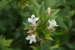 Abelia (Abelia Grandiflora 'Sherwood') -Directplant Winkel 20120215153917 2