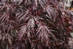 Japanse Esdoorn (Acer Palmatum 'Inabe-shidare') -Directplant Winkel 20120215154412 6