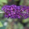 Vlinderstruik (Buddleja Davidii 'Black Knight') -Directplant Winkel 20120215162609 5