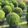 Buxusbol (Buxus Sempervirens, Bolvorm) -Directplant Winkel 20120215162916 20 1