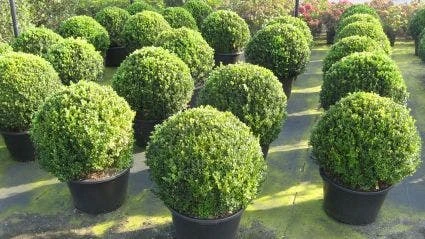 Buxusbol (Buxus Sempervirens, Bolvorm) 3 Buxusbol (Buxus Sempervirens, Bolvorm)
