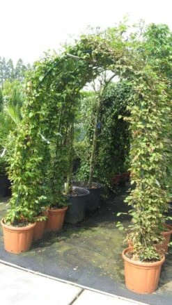 Haagbeuk In Boogvorm (Carpinus Betulus 'Fastigiata' ) -Directplant Winkel 20120215163345 1