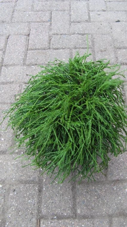 Cypres (Chamaecyparis Pisifera 'Filifera Nana') 3 Cypres (Chamaecyparis Pisifera 'Filifera Nana')