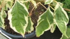 Reuzenkornoelje (Cornus Controversa 'Variegata') -Directplant Winkel 20120215164859 7