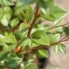 Dwergmispel (Cotoneaster Franchetii) -Directplant Winkel 20120216092723 3 2