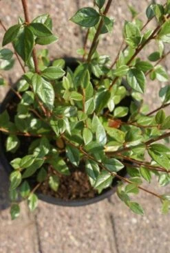Dwergmispel (Cotoneaster Franchetii) -Directplant Winkel 20120216092747 3 1