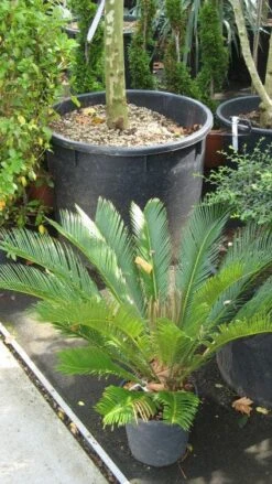 Cycaspalm (Cycas Revoluta) -Directplant Winkel 20120216093012 5 1