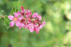 Escallonia (Escallonia 'Red Dream') -Directplant Winkel 20120216094209 3