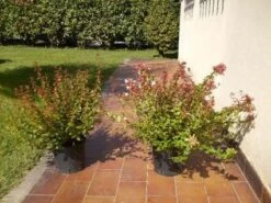 Abelia (Abelia Grandiflora) -Directplant Winkel 20120216112539 9