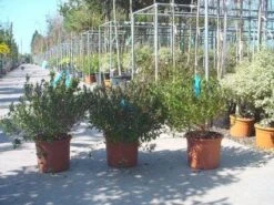 Abelia (Abelia Grandiflora) -Directplant Winkel 20120216112651 9