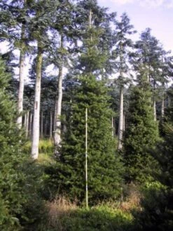 Koreaanse Zilverspar (Abies Koreana) -Directplant Winkel 20120216113423 6