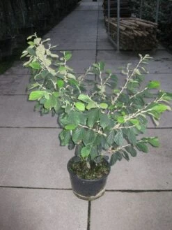 Toverhazelaar (Hamamelis Intermedia 'Arnold Promise') -Directplant Winkel 20120217133021 6