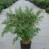 Niet Woekerende Bamboe (Fargesia 'Great Wall') -Directplant Winkel 20120217134025 7 1