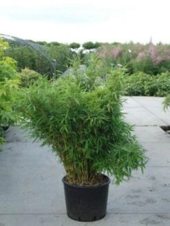 Niet Woekerende Bamboe (Fargesia Murieliae 'Bimbo') -Directplant Winkel 20120217134101 4 1