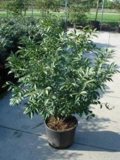 Kardinaalshoed (Euonymus Alatus 'Compactus') -Directplant Winkel 20120217135206 12 1