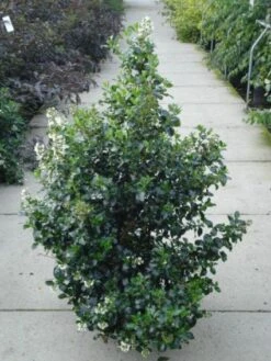 Escallonia (Escallonia 'Iveyi') -Directplant Winkel 20120217135540 3 1