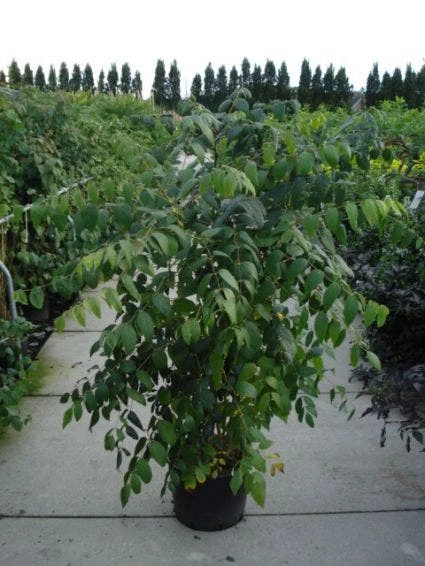 Augurkenstruik (Decaisnea Fargesii) 4 Augurkenstruik (Decaisnea Fargesii) - Afbeelding 2