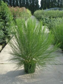 Brem (Cytisus 'Boskoop Ruby') -Directplant Winkel 20120218095955 6 3 3