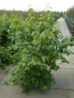 Kornoelje (Cornus Sanguinea 'Winter Beauty) -Directplant Winkel 20120218101628 1 1