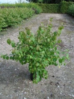 Kornoelje (Cornus Sanguinea 'Midwinter Fire') -Directplant Winkel 20120218101717 4