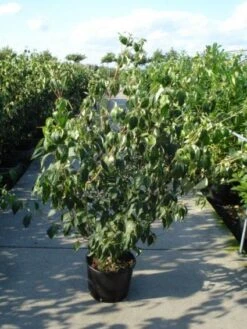 Japanse Kornoelje (Cornus Kousa) -Directplant Winkel 20120218102230 60 12 1