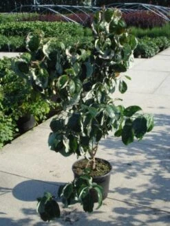 Amerikaanse Kornoelje (Cornus Florida 'Rubra') 14 Amerikaanse Kornoelje (Cornus Florida 'Rubra') -Directplant Winkel 20120218102305 7