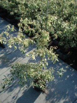 Reuzenkornoelje (Cornus Controversa 'Variegata') -Directplant Winkel 20120218102419 7