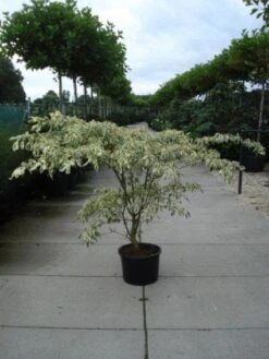 Reuzenkornoelje (Cornus Controversa 'Variegata') -Directplant Winkel 20120218102443 7