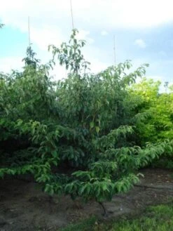 Kornoelje (Cornus Controversa 'Pagoda') -Directplant Winkel 20120218102527 2 1