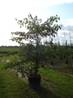 Reuzenkornoelje (Cornus Controversa 'Variegata') -Directplant Winkel 20120218102618 11