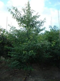 Reuzenkornoelje (Cornus Controversa 'Variegata') -Directplant Winkel 20120218102727 11