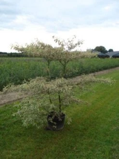 Kornoelje (Cornus Alternifolia 'Argentea') -Directplant Winkel 20120218102845 2
