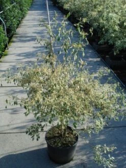 Kornoelje (Cornus Alternifolia 'Argentea') -Directplant Winkel 20120218102902 2 1
